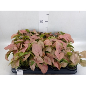Peperomia caperata 'Rosso'