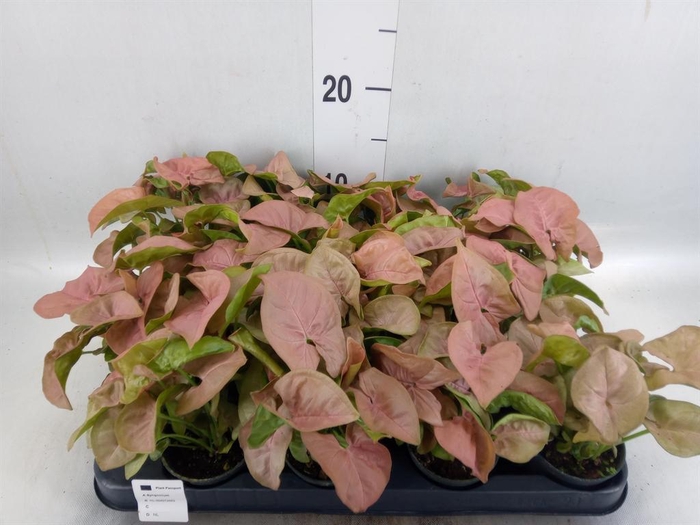 <h4>Peperomia caperata 'Rosso'</h4>