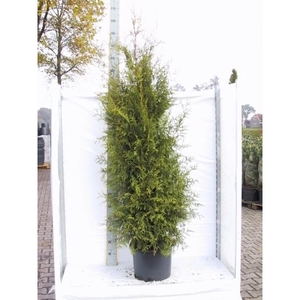 Thuja occidentalis 'Brabant'