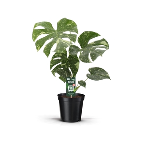 MONSTERA THAI CONSTELLATION