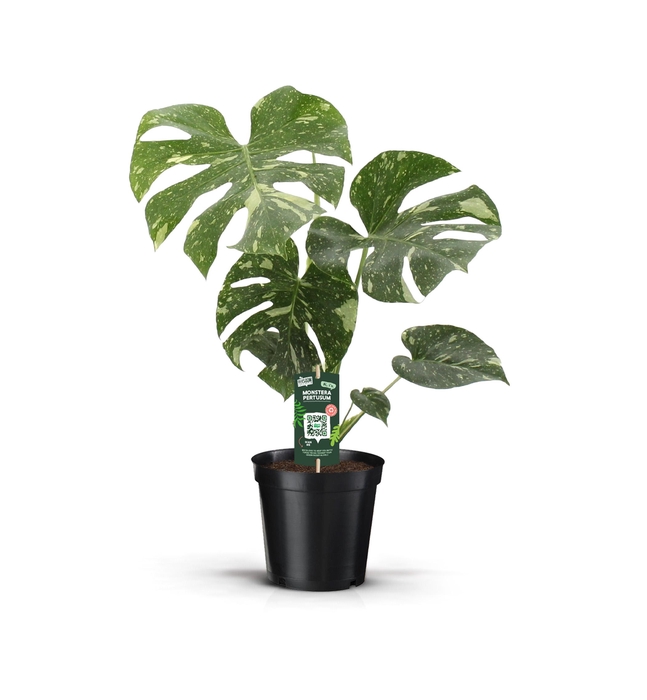 <h4>MONSTERA THAI CONSTELLATION</h4>