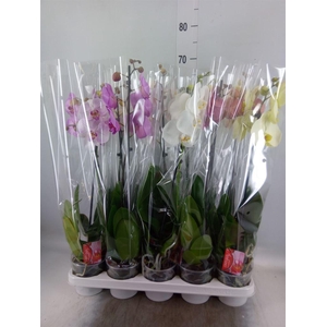 Phalaenopsis   ...mix