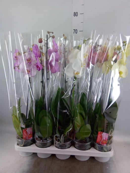 <h4>Phalaenopsis   ...mix</h4>