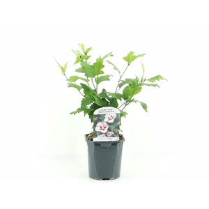 Hibiscus syr. Hamabo
