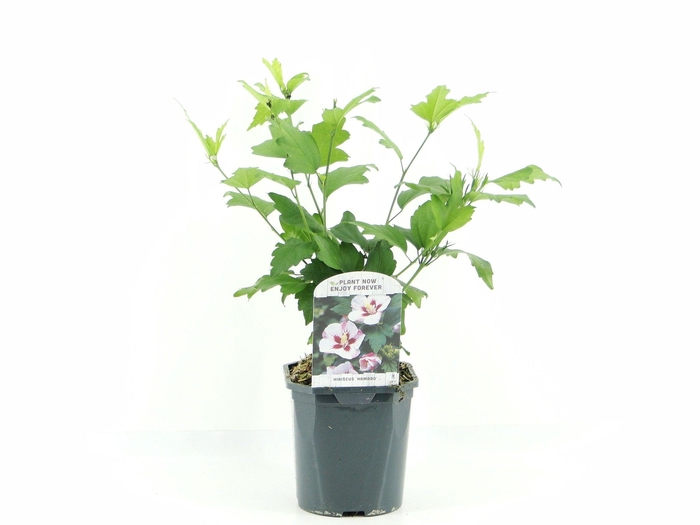 <h4>Hibiscus syr. Hamabo</h4>