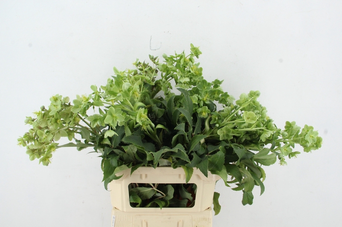 <h4>HELL STERNII</h4>