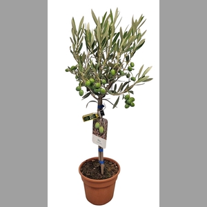 OLEA EUROPAEA