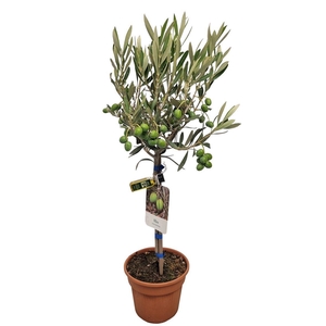 OLEA EUROPAEA