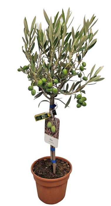 <h4>OLEA EUROPAEA</h4>