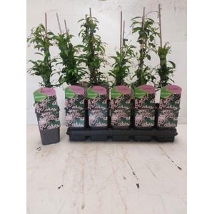 TRAC JASMINOIDES