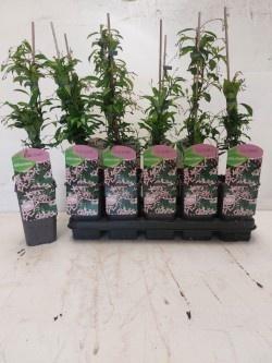<h4>TRAC JASMINOIDES</h4>