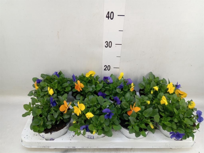 <h4>Viola   ...tricolor</h4>