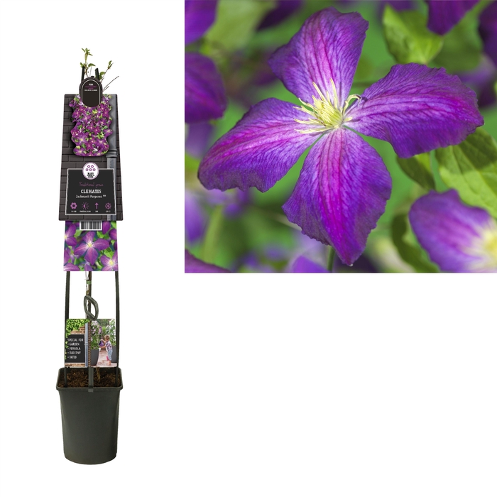 <h4>Clematis So Many® Purple Flowers PBR +3.0 label</h4>