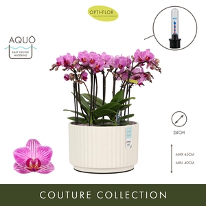 Arran. Boquetto Delight Molise White Aquo