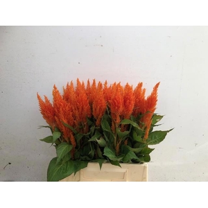 CEL P APRICOT BRANDY