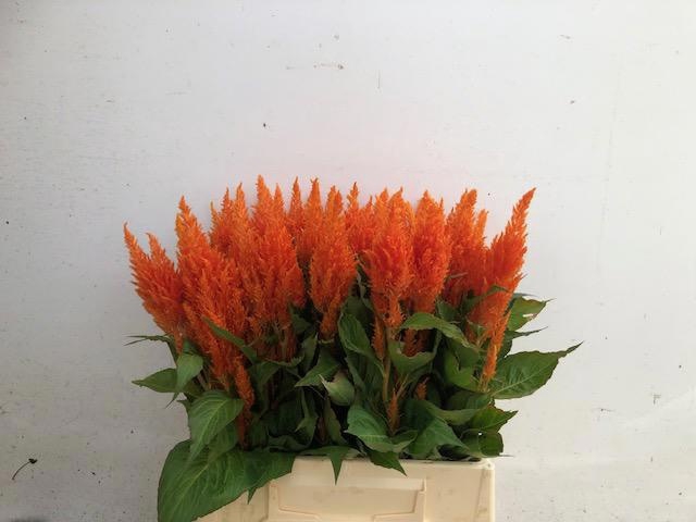 <h4>CEL P APRICOT BRANDY</h4>