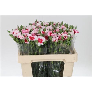 Di Te Solomio Symply Beauty