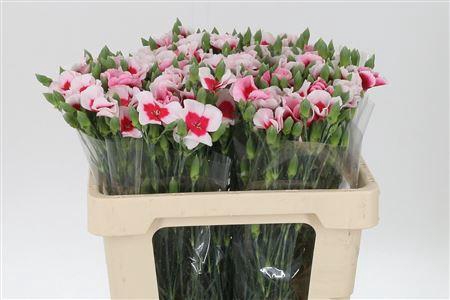 <h4>Di Te Solomio Symply Beauty</h4>