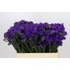 Limonium Sinuatum Navy Sun Birds