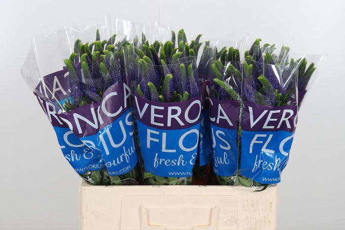 <h4>Veron Smart Diana</h4>