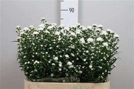 <h4>Aster  'Cassy'</h4>