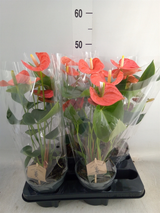 <h4>Anthurium andr. 'Prince of Orange'</h4>