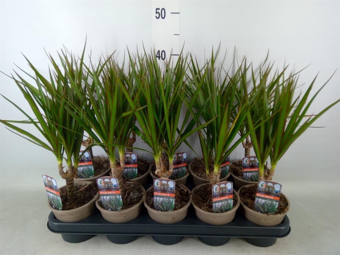 <h4>Dracaena marg.</h4>