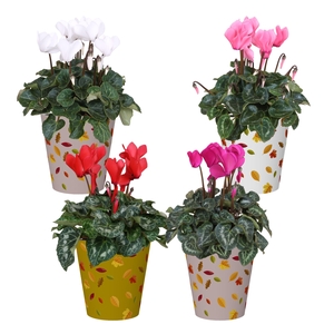 Cyclamen in Smartcup Herfst