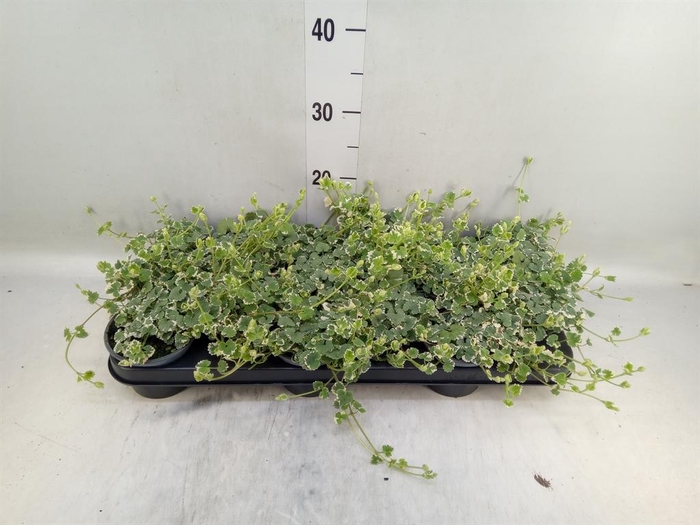 <h4>Nepeta   ...</h4>