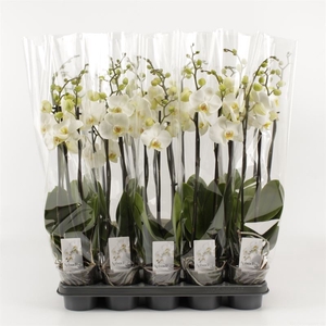 Phalaenopsis   ...white