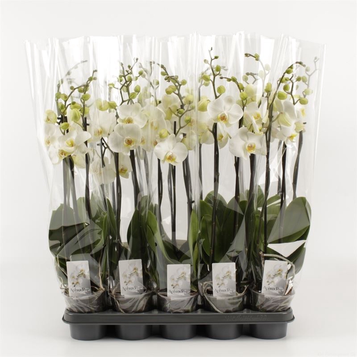 <h4>Phalaenopsis   ...white</h4>