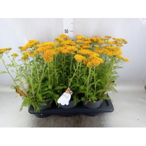 Achillea millef.