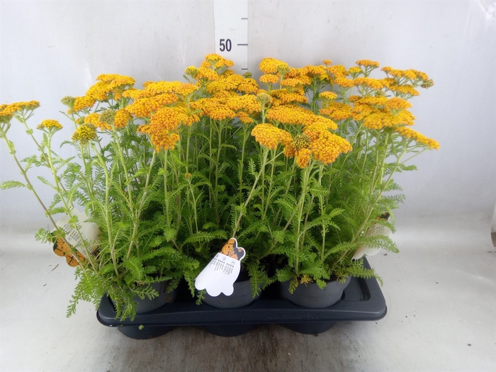 <h4>Achillea millef.</h4>