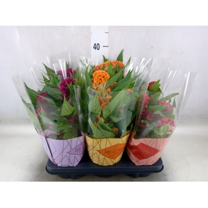 Celosia arg. CR 'Twisted'   ...mix