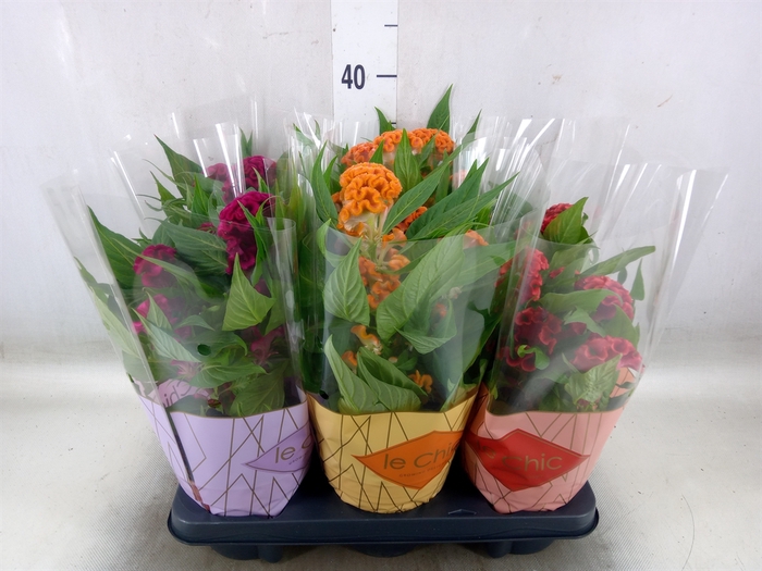 <h4>Celosia arg. CR 'Twisted'   ...mix</h4>