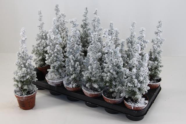 <h4>CHAM TH TOP POINT</h4>