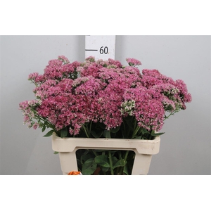 Sedum T Mun D Red