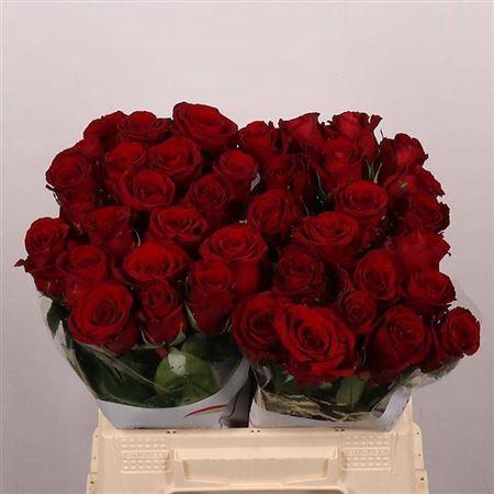 <h4>R Gr Red Bentley</h4>