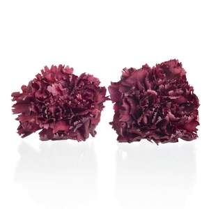 Carnation (anjer) Bordeaux 4,5-5cm