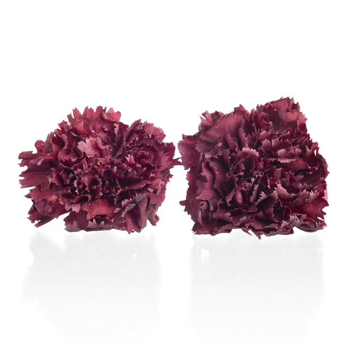 Carnation (anjer) Bordeaux 4,5-5cm