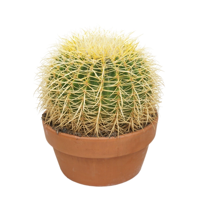 <h4>Echinocactus grusonii</h4>