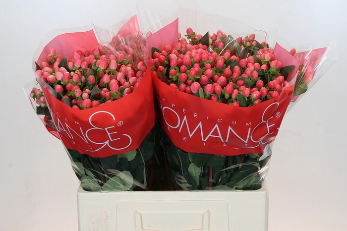 <h4>Hypericum Sweet Romance</h4>