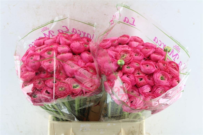 <h4>Ran Kloon Prima Bolero</h4>