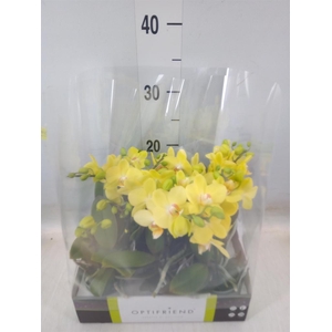 Phalaenopsis multi.   ...yellow