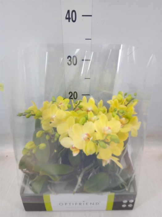 <h4>Phalaenopsis multi.   ...yellow</h4>