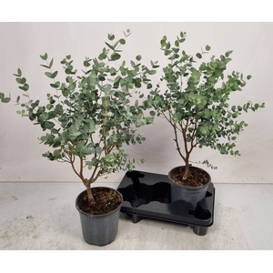 EUCAL GUNNII