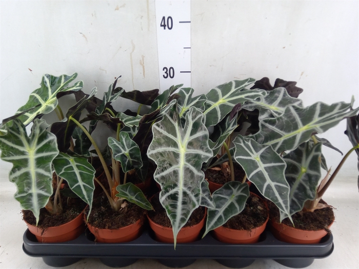 <h4>Alocasia amazonica 'Polly'</h4>