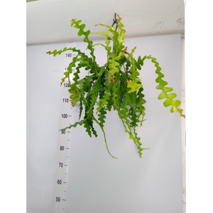 Epiphyllum anguliger