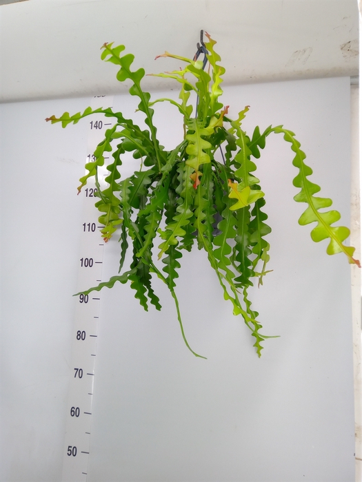 <h4>Epiphyllum anguliger</h4>