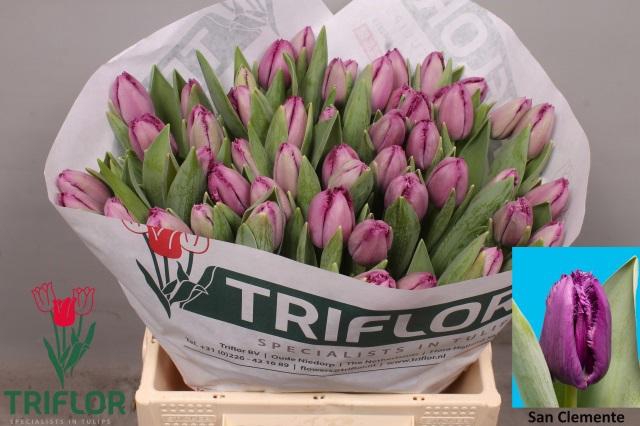 <h4>TU FR SAN CLEMENTE</h4>